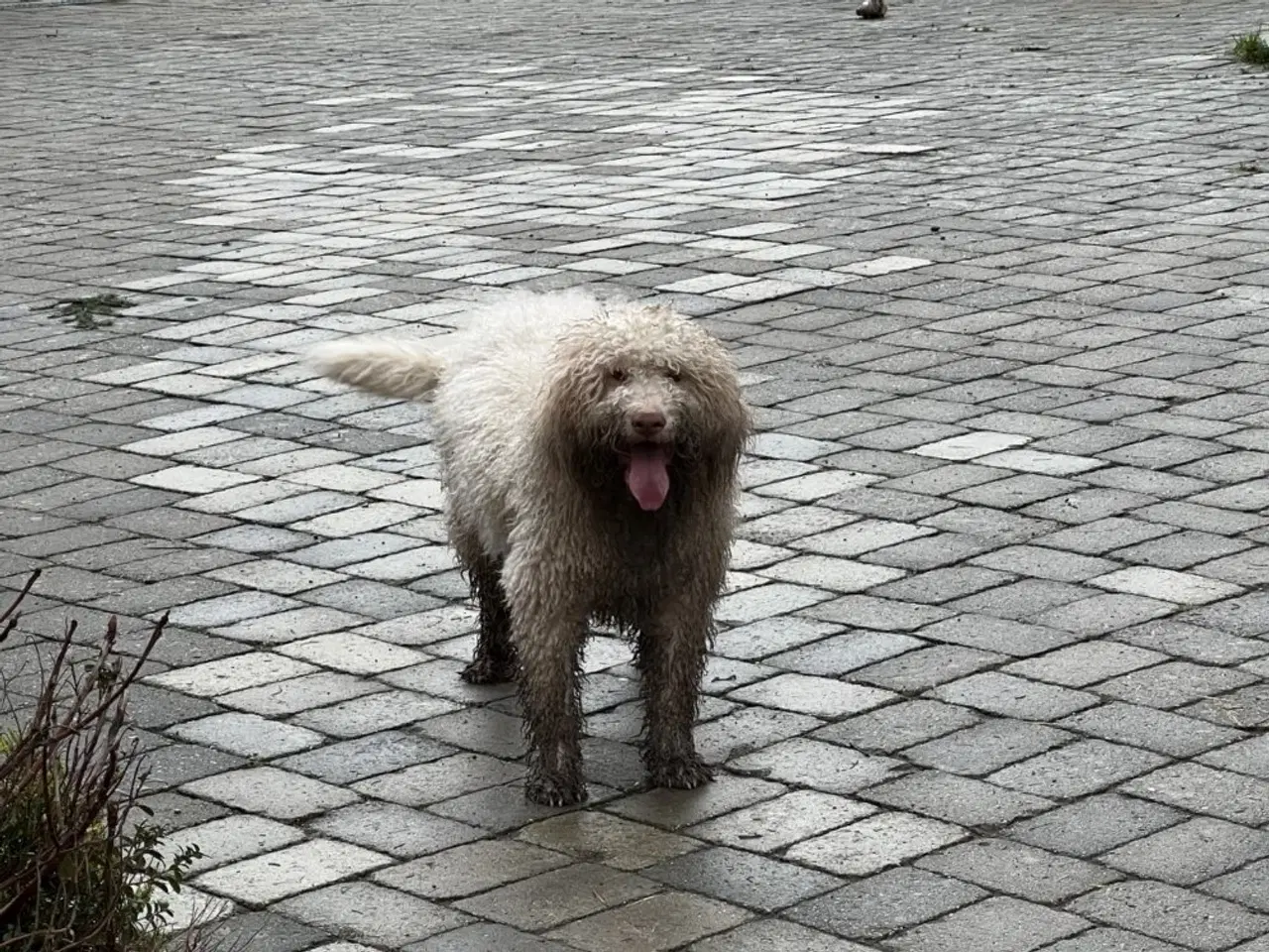 Billede 12 - Lagotto Romagnolo han sælges