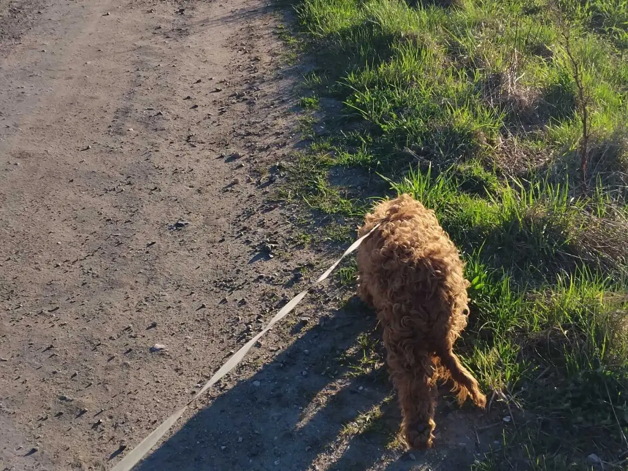 Billede 7 - Sødeste Cockapoo Pige