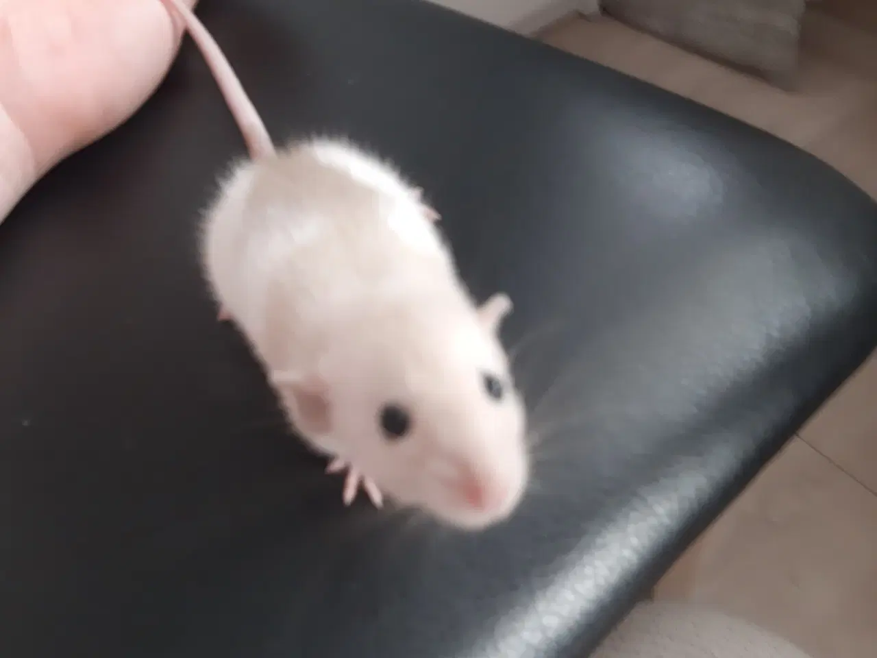 Billede 5 - Tamrotte fra kærlig hobbyopdræt 🐭✨