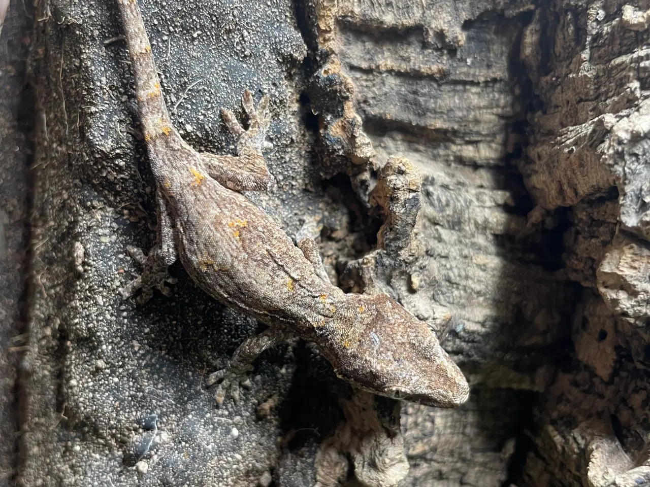 Billede 2 - Gargoyle gecko unger