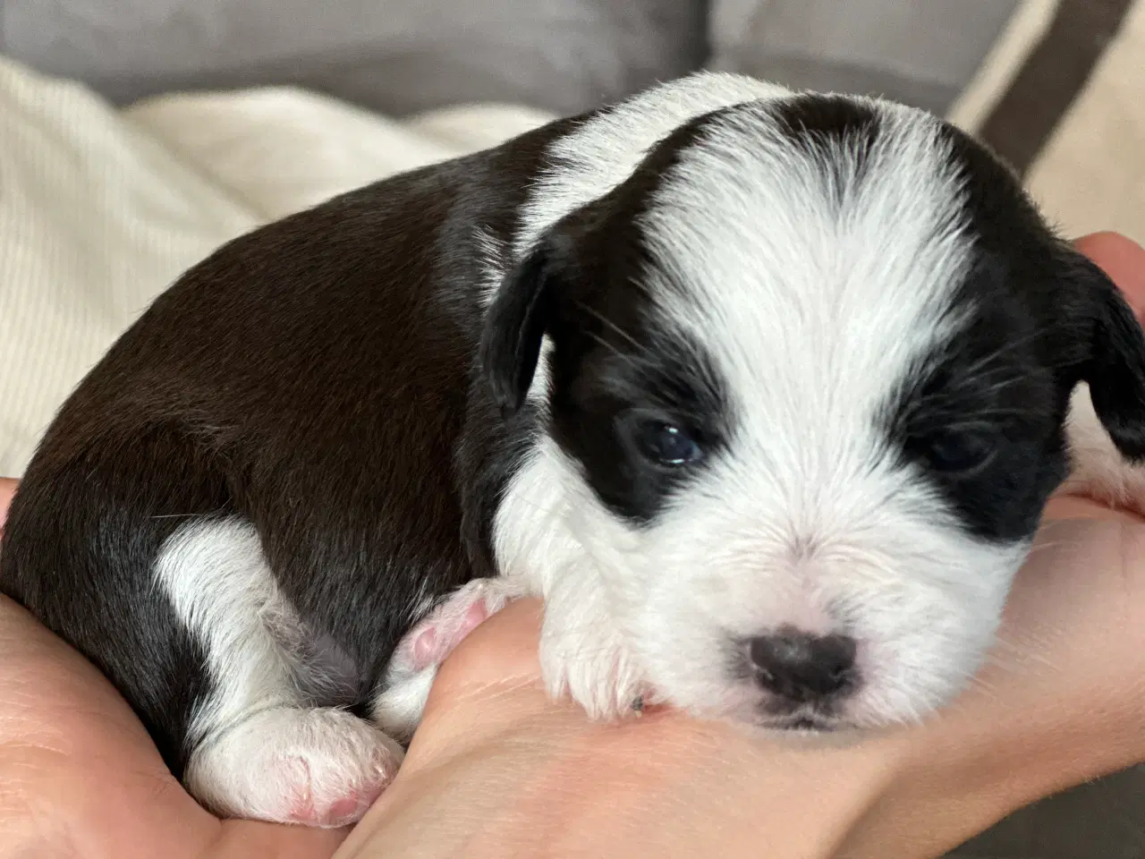 Billede 11 - Bichon Havanais-Jack Russel hvalpe