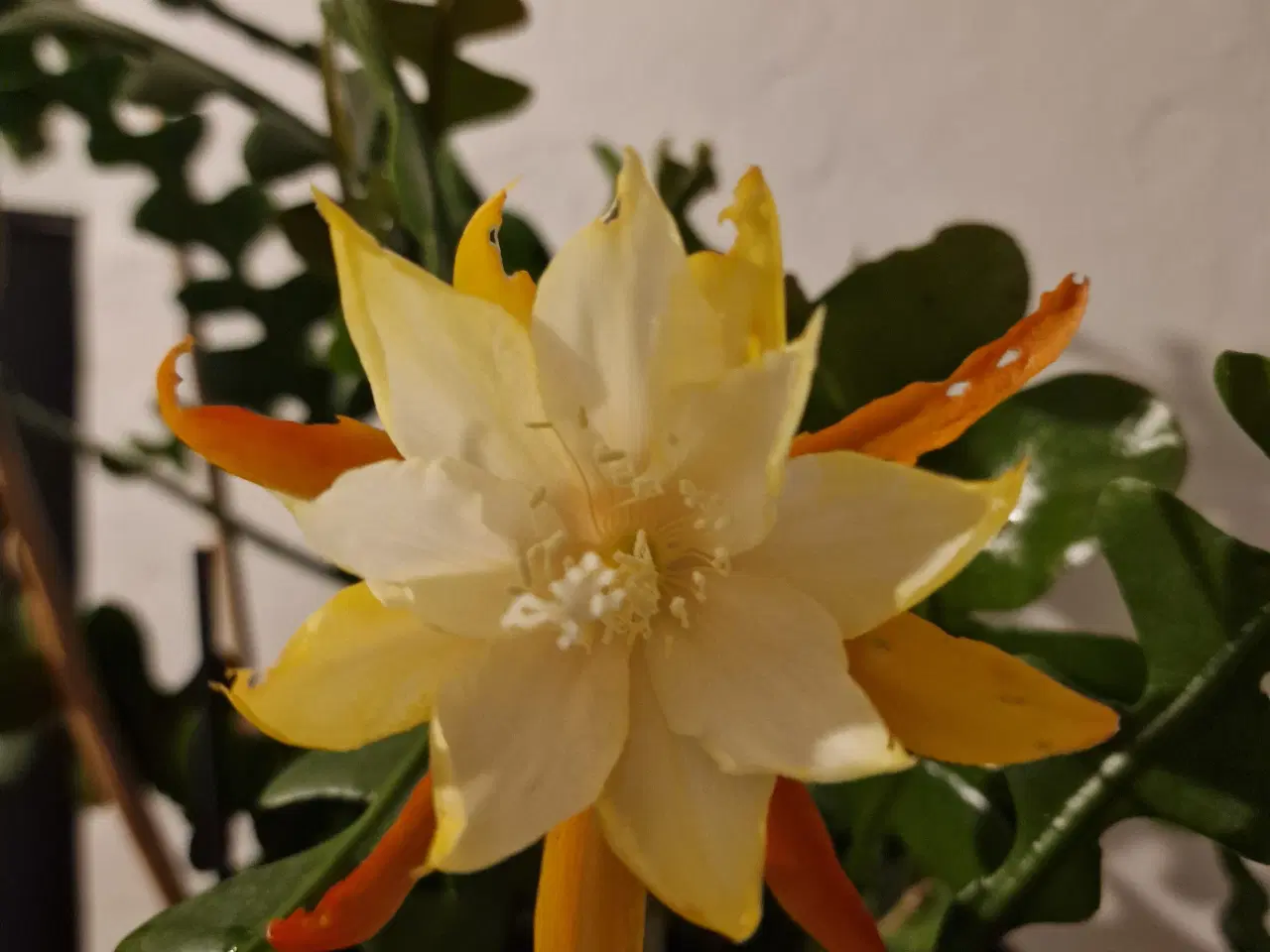 Billede 2 - Epiphyllum.stilkning lyserød / zigzag gul. 