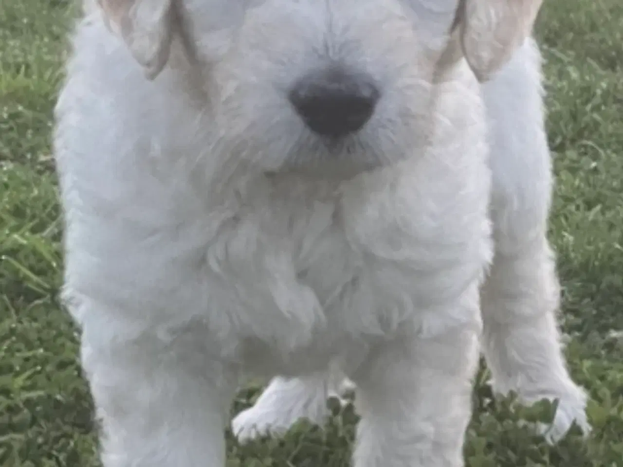Billede 20 - Doodle - Goldendoodle-hvalpe