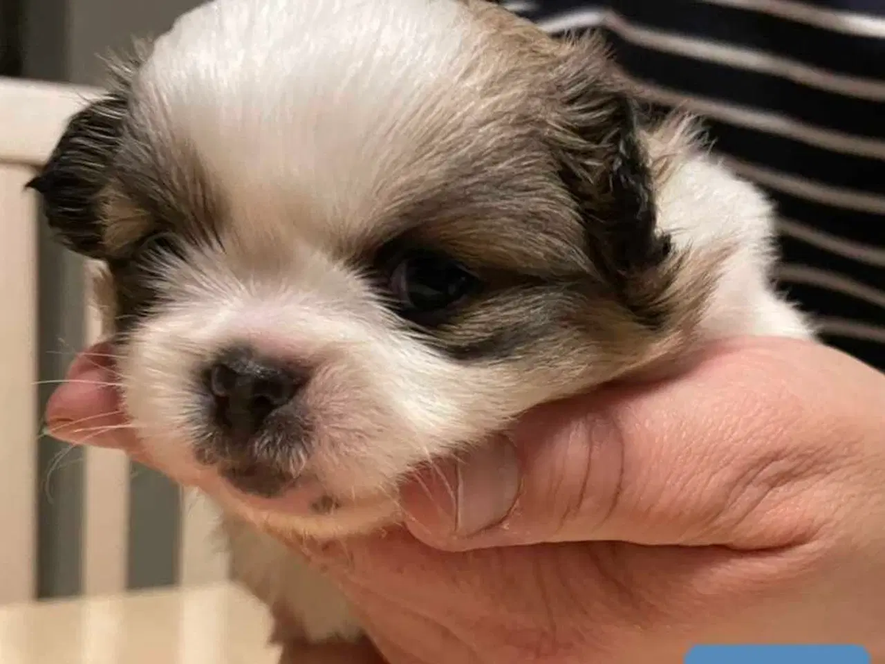 Billede 9 - Skønne blandings hvalpe