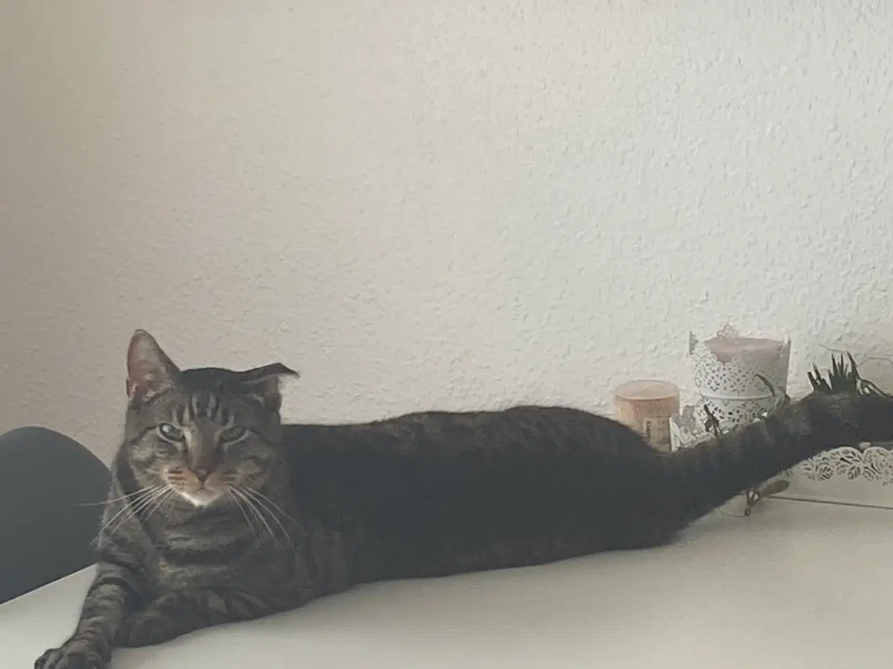 Billede 3 - Han kat sælges