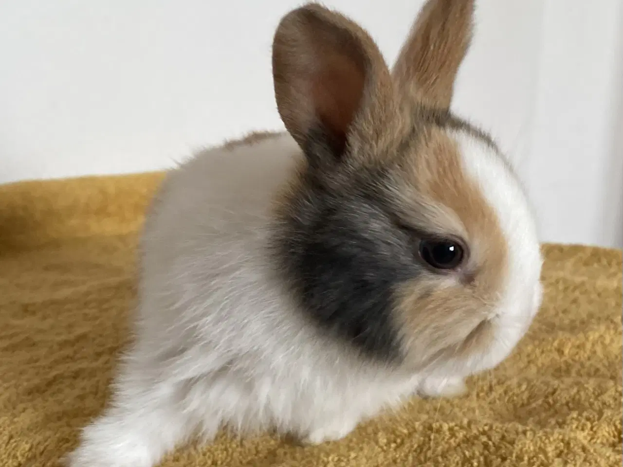 Billede 9 - HOLLÆNDER HUN JAPANER SORT/GUL