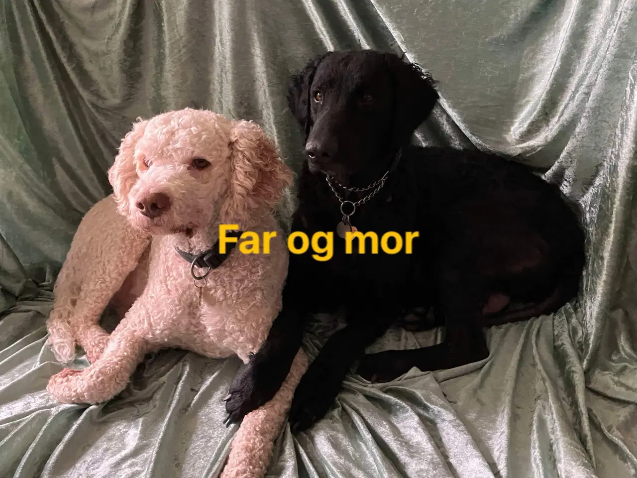 Billede 9 - Lagotto Romagnolo / Curly Coatted Retriever 