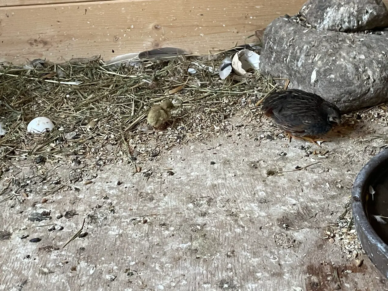Billede 11 - Dværgvagtler naturfarvede sælges