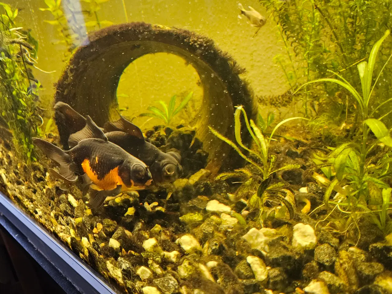 Billede 2 - store slørhaler