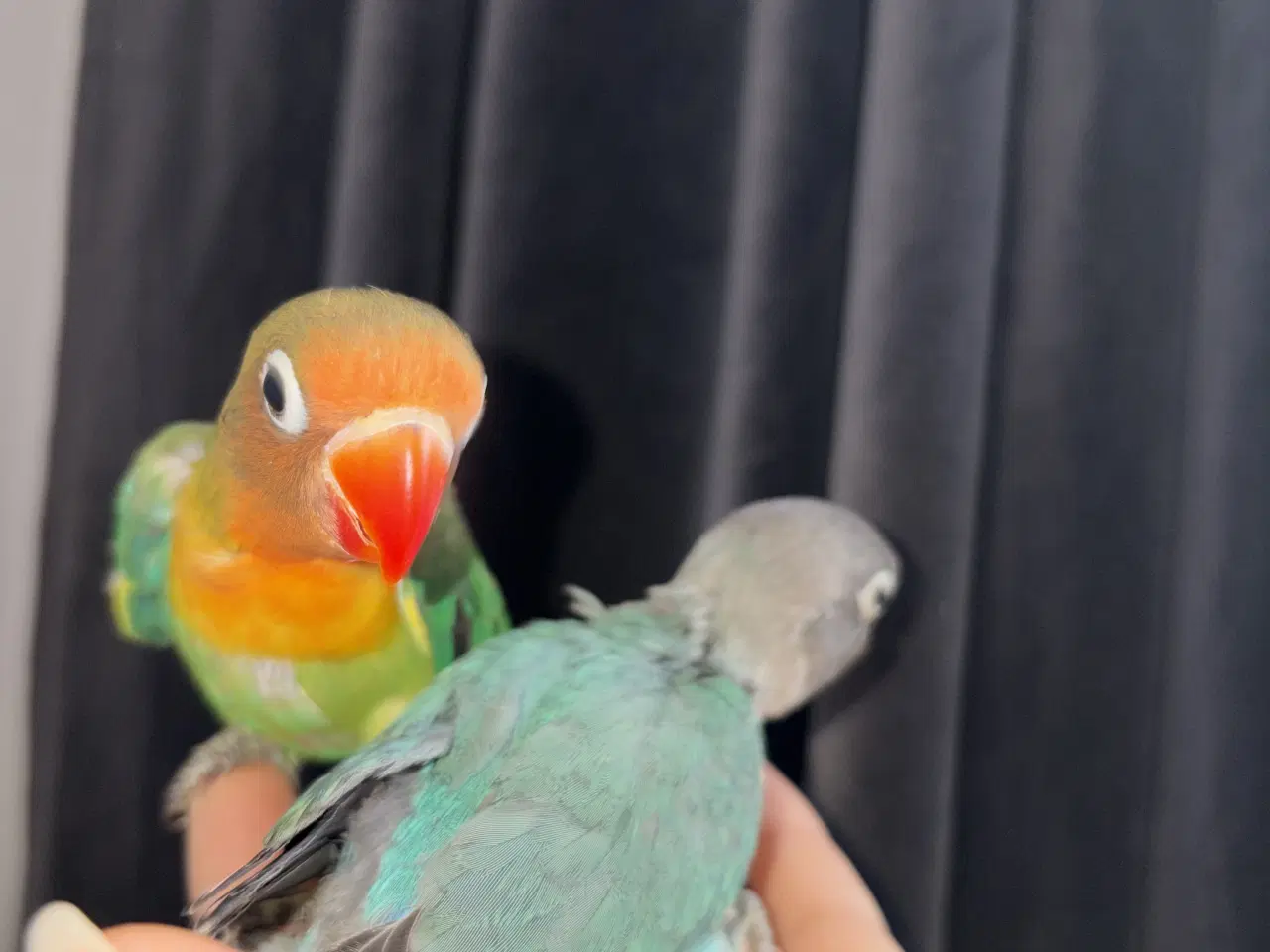 Billede 4 - Engelsk undulat 