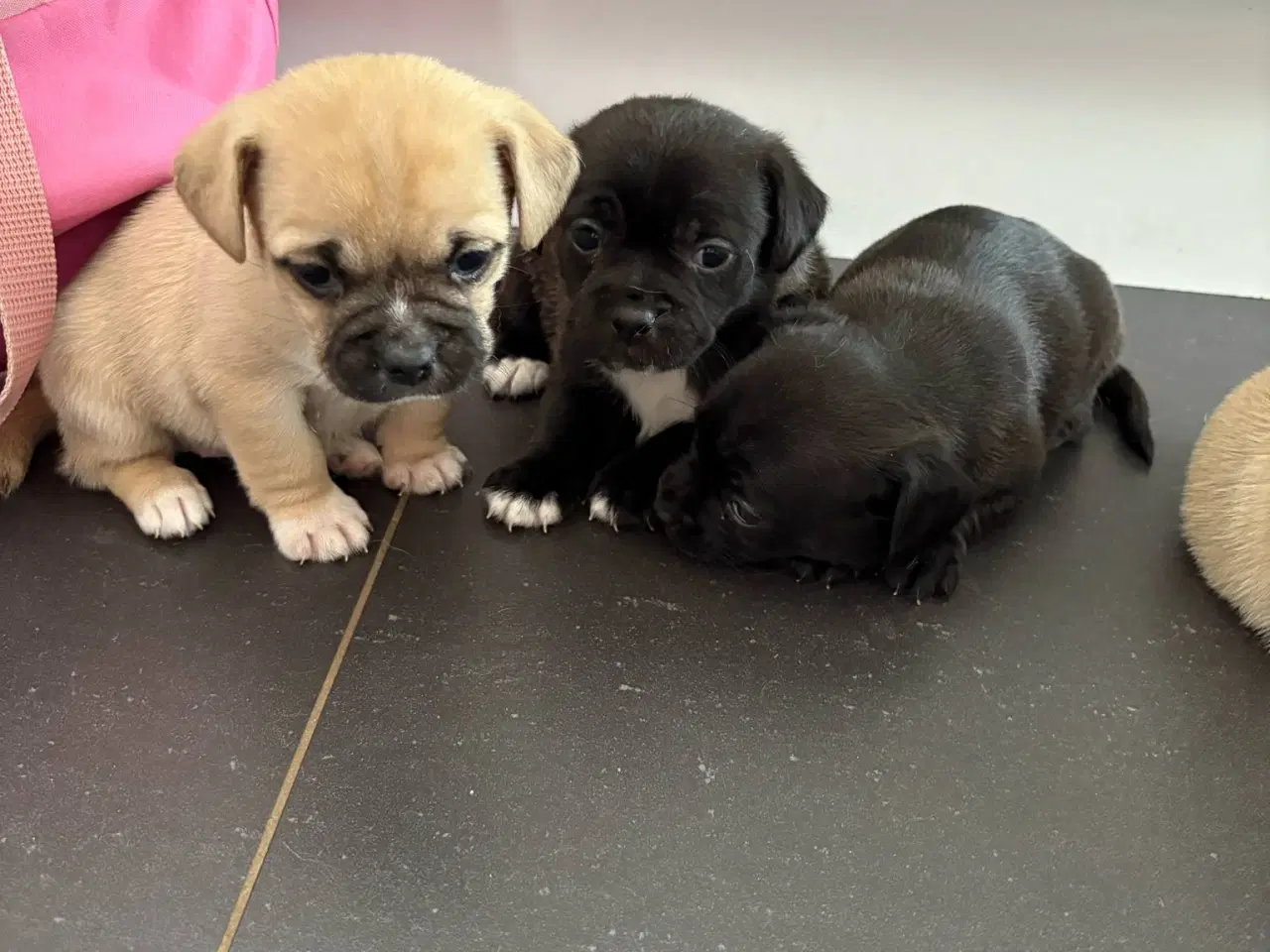 Billede 10 - Jack russel terry og mops hvalpe 