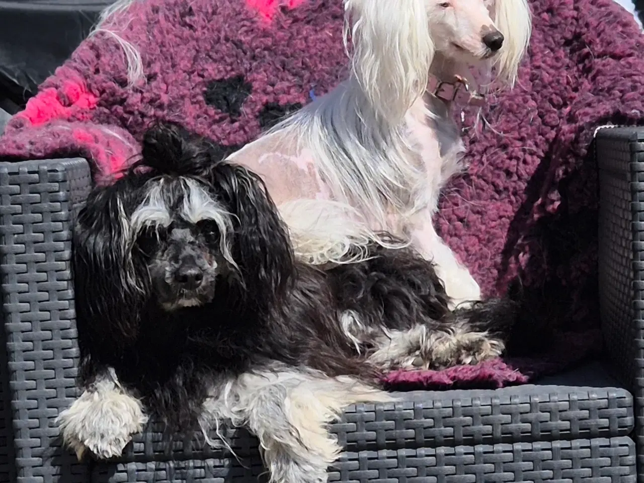 Billede 8 - Chinese crested