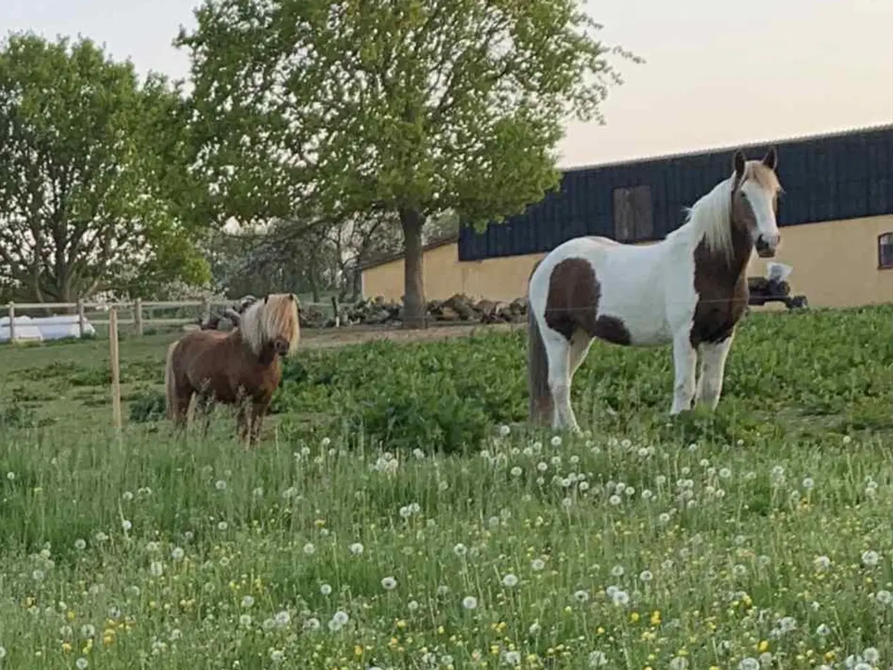 Billede 2 - Shetlænder hingst på 16 år