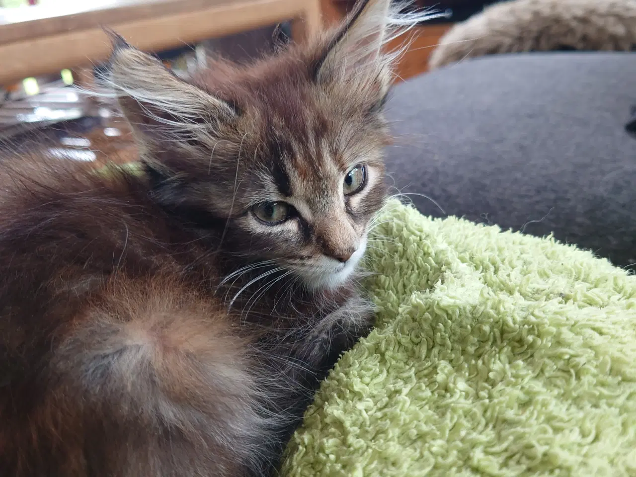 Billede 4 - Maine coon killinger, far ægte med tavle