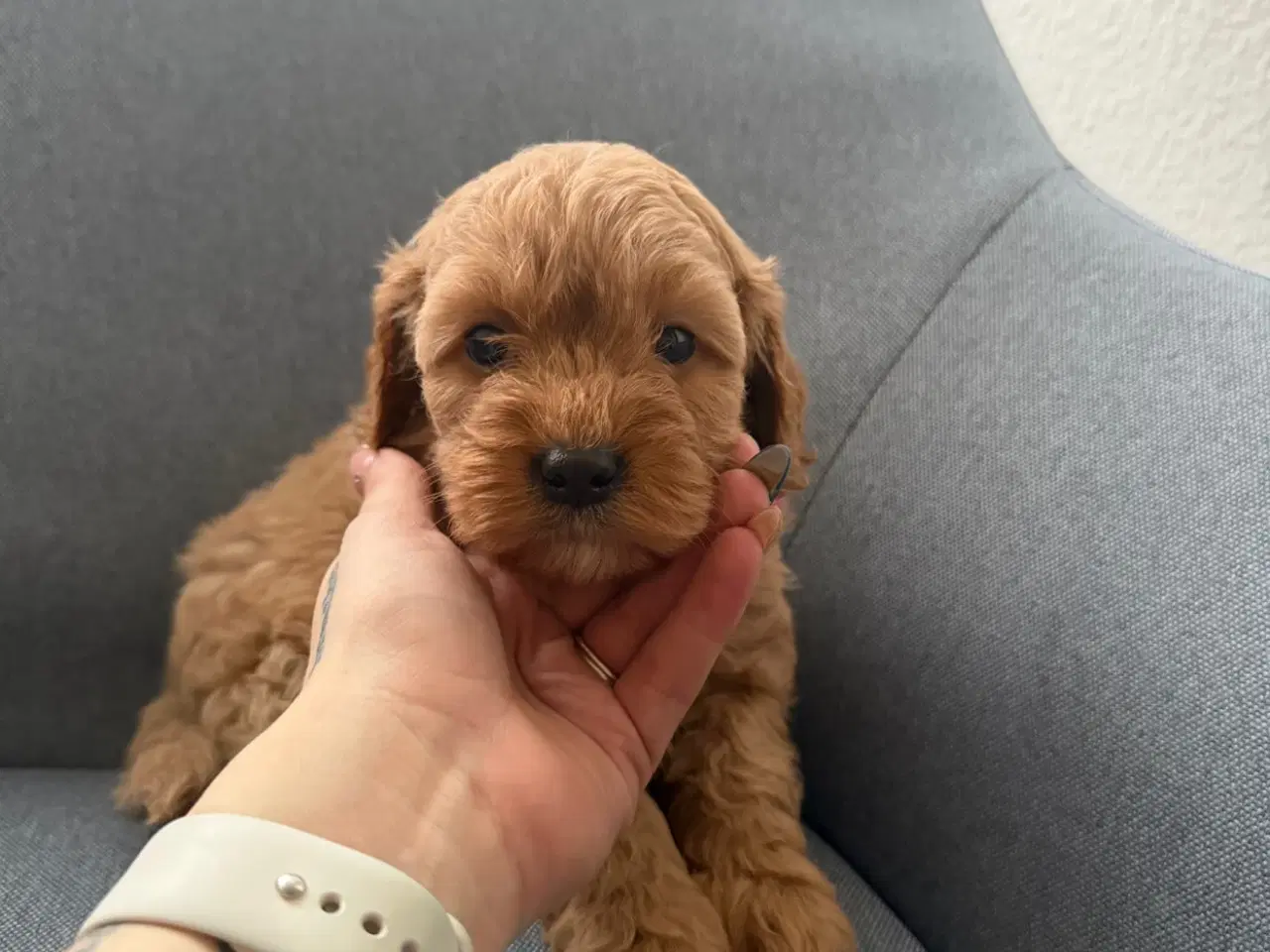 Billede 4 - Cavapoo hvalpe søger nyt hjem
