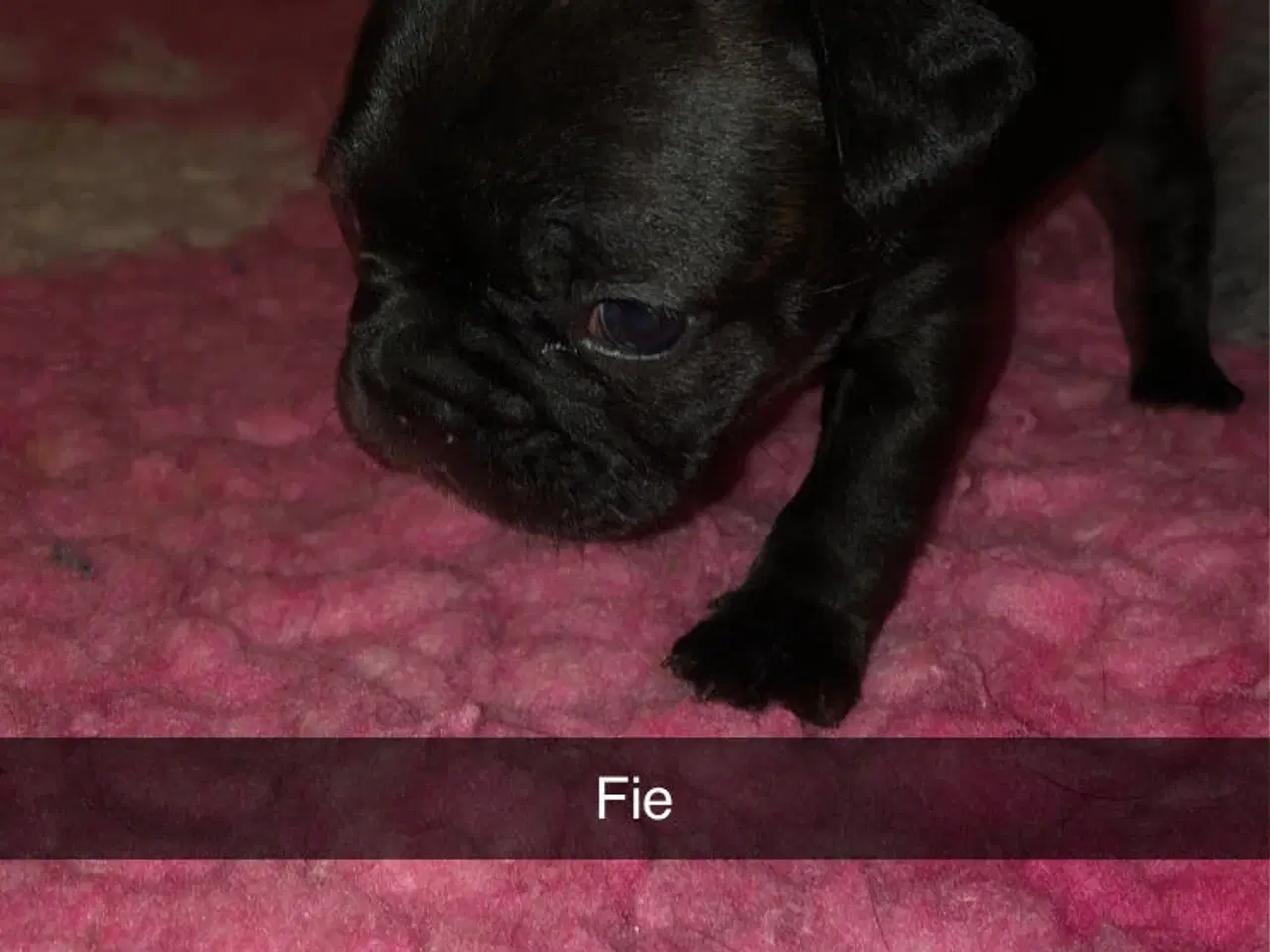 Billede 1 - Fransk bulldog hvalpe kun 1 tilbage