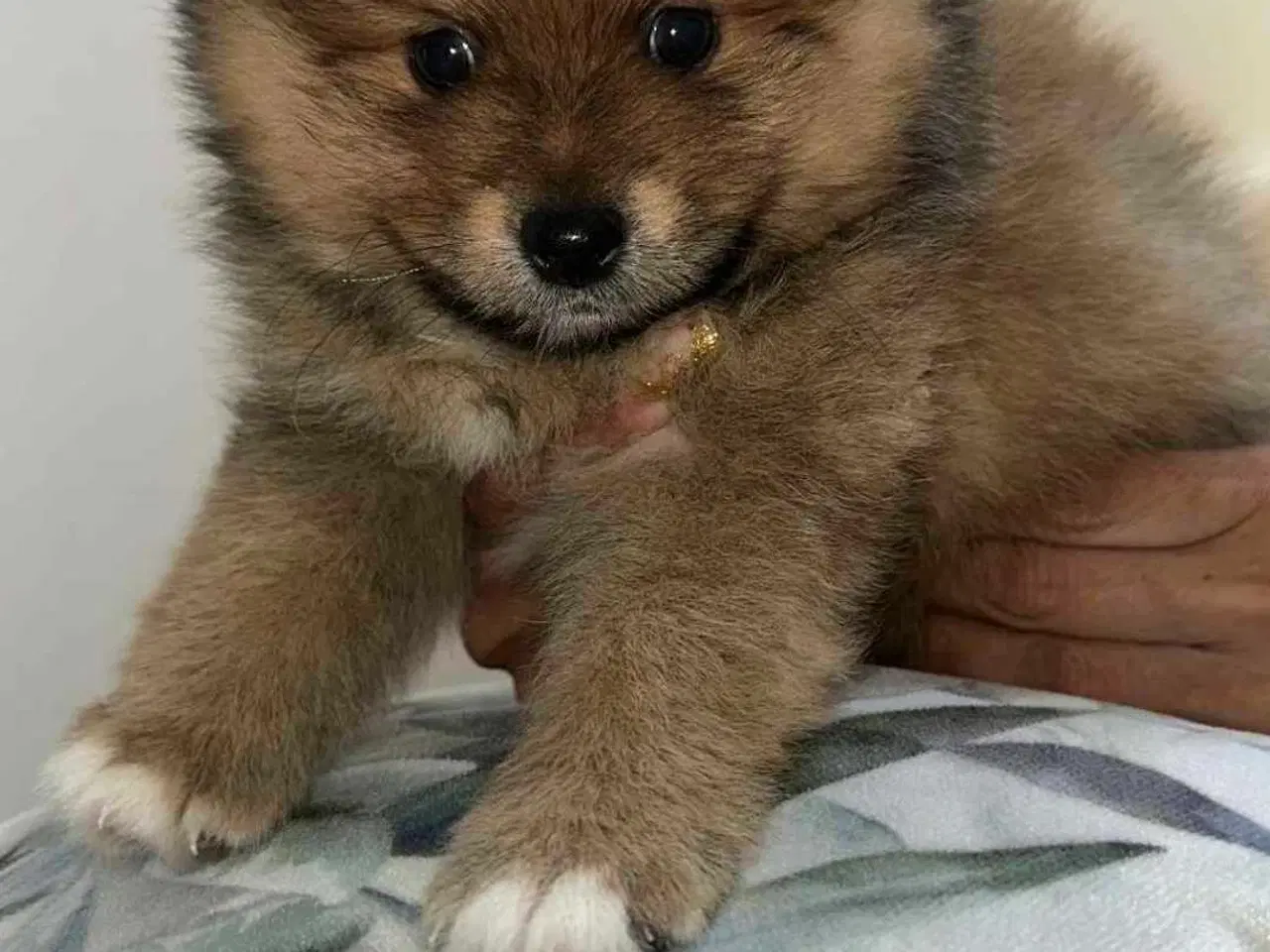 Billede 2 - Pomeranian 