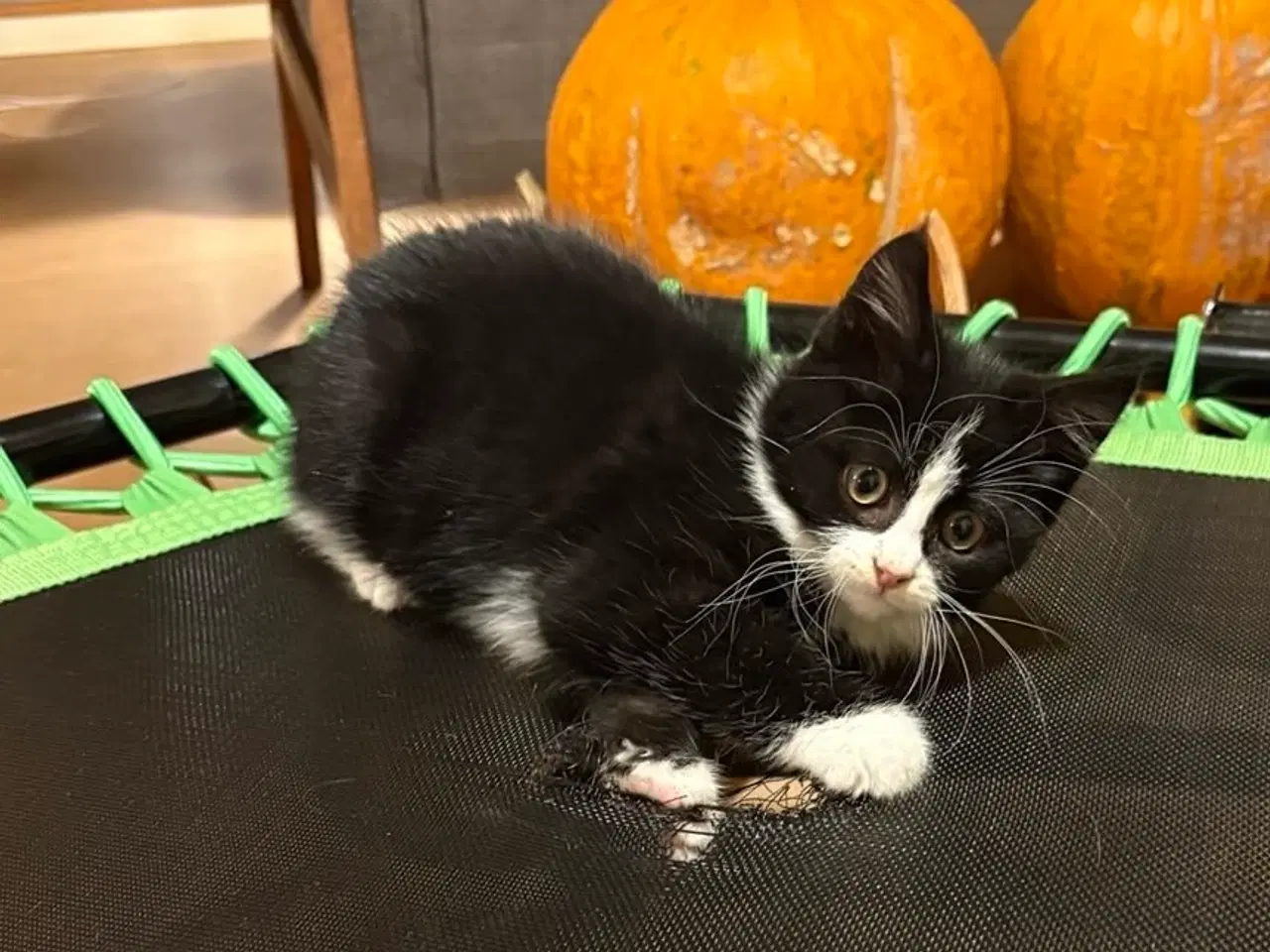 Billede 4 - Sød og legesyg killing