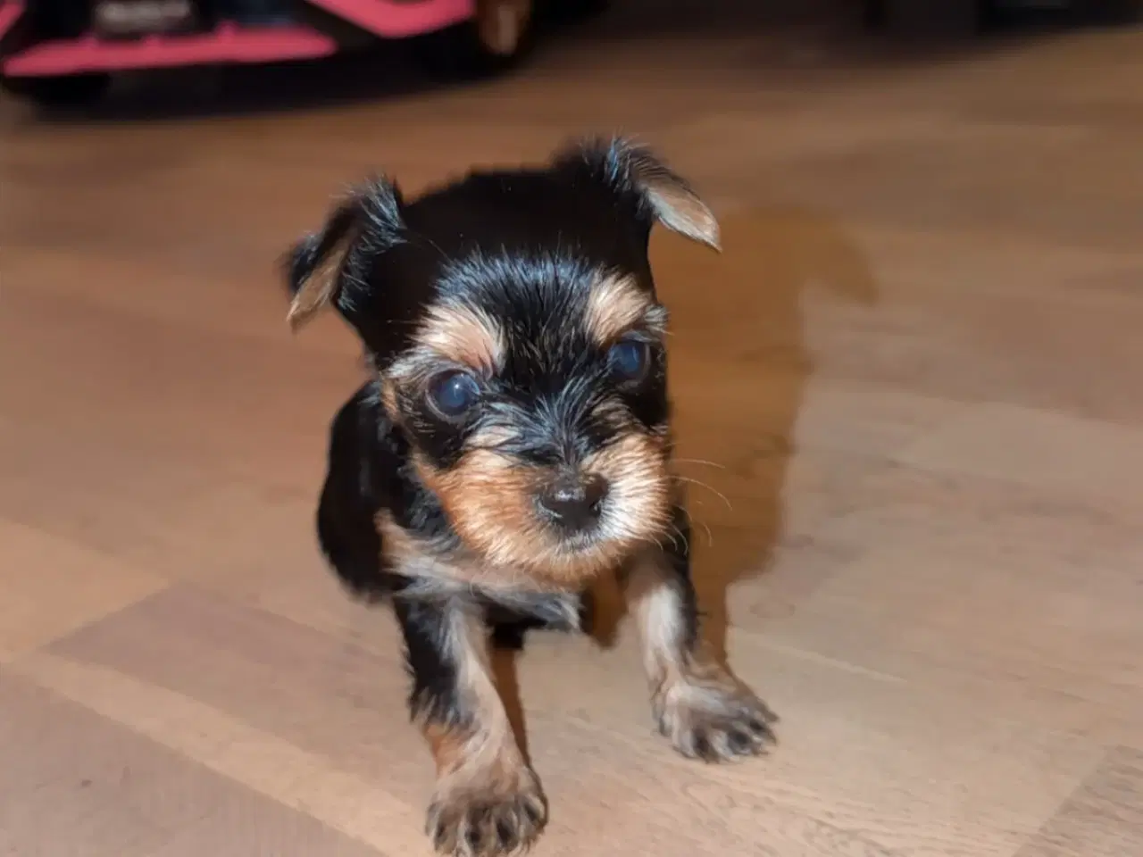 Billede 9 - Skønne Hvalpe 