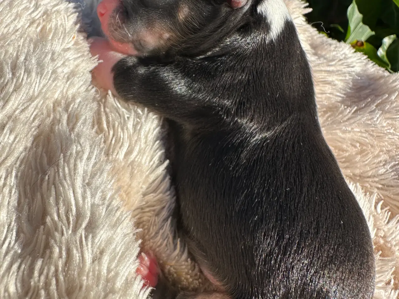 Billede 1 - Chihuahua