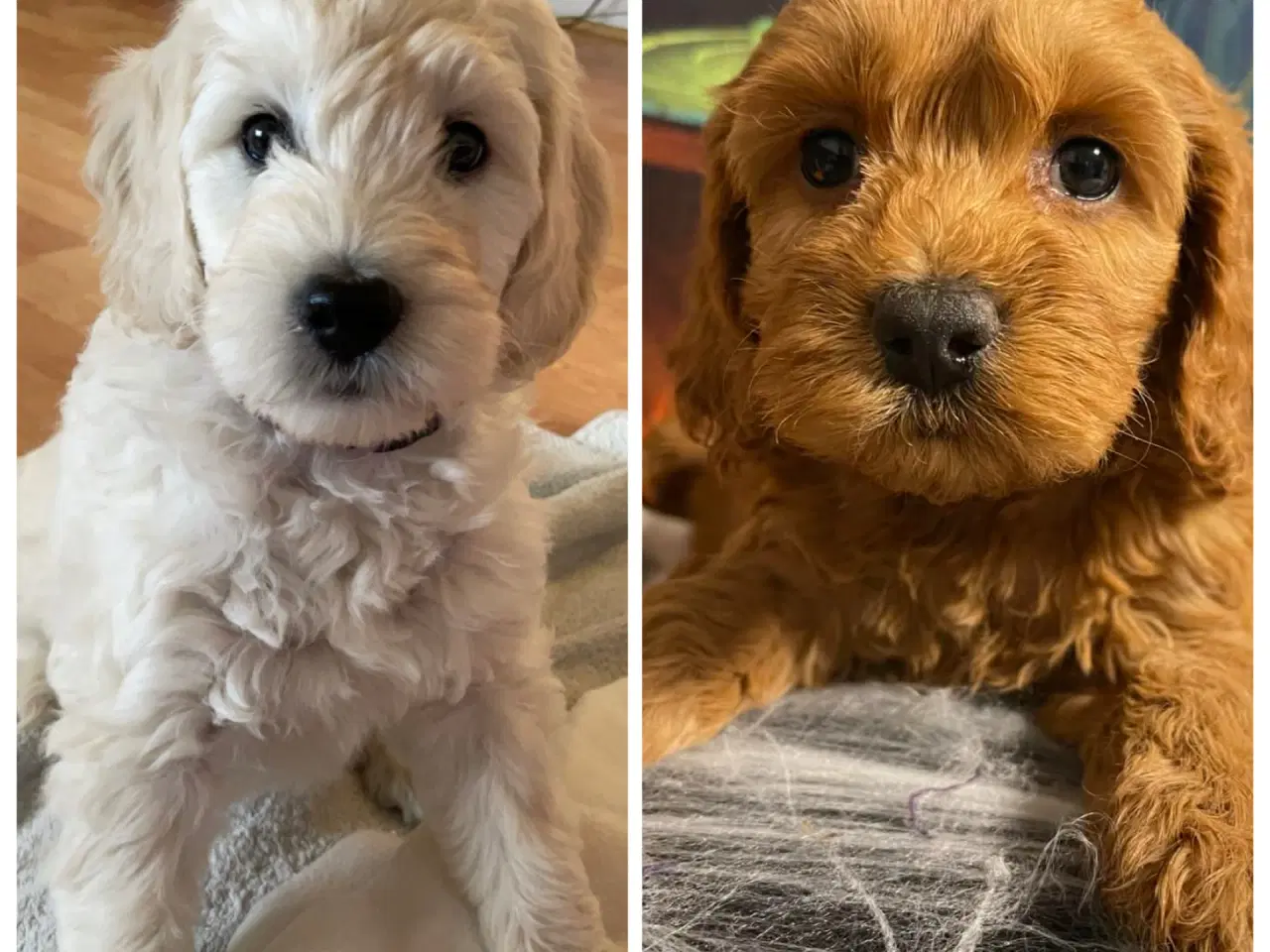 Billede 1 - Doodlehvalpe ventes i uge 19 🐾