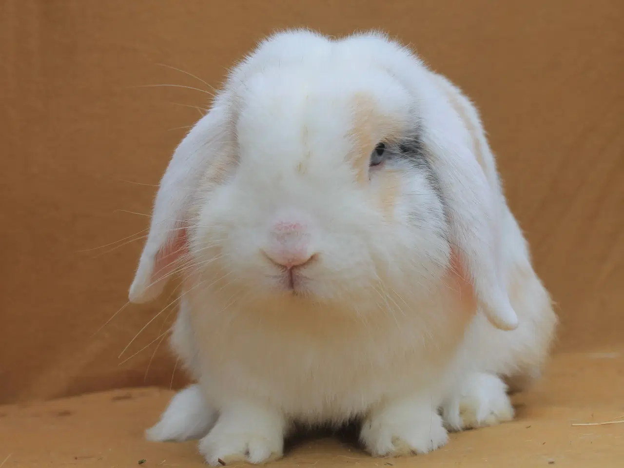 Billede 4 - Champagne søger ny familie