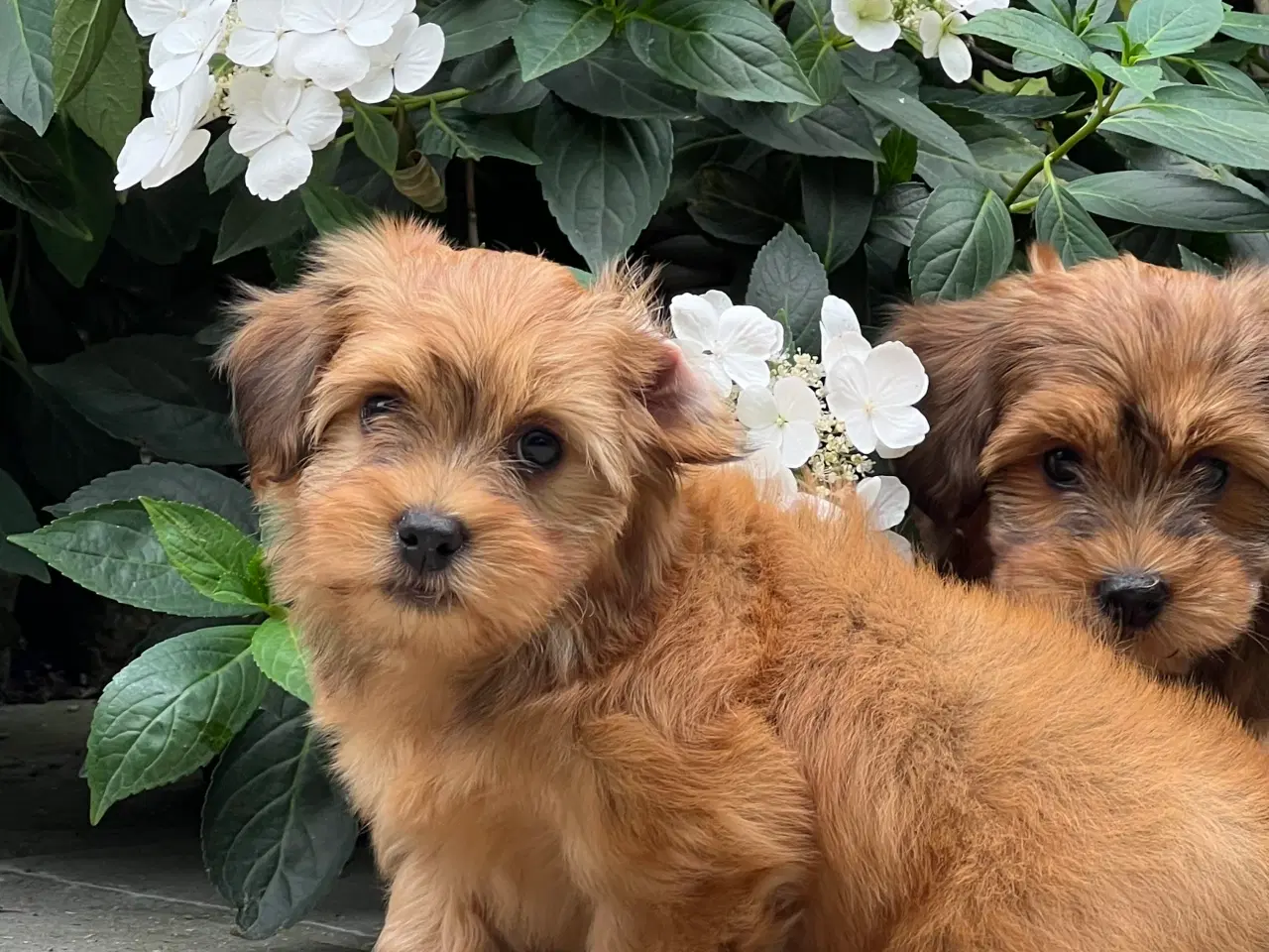 Billede 6 - 🧡Sødeste Hollie 🧡