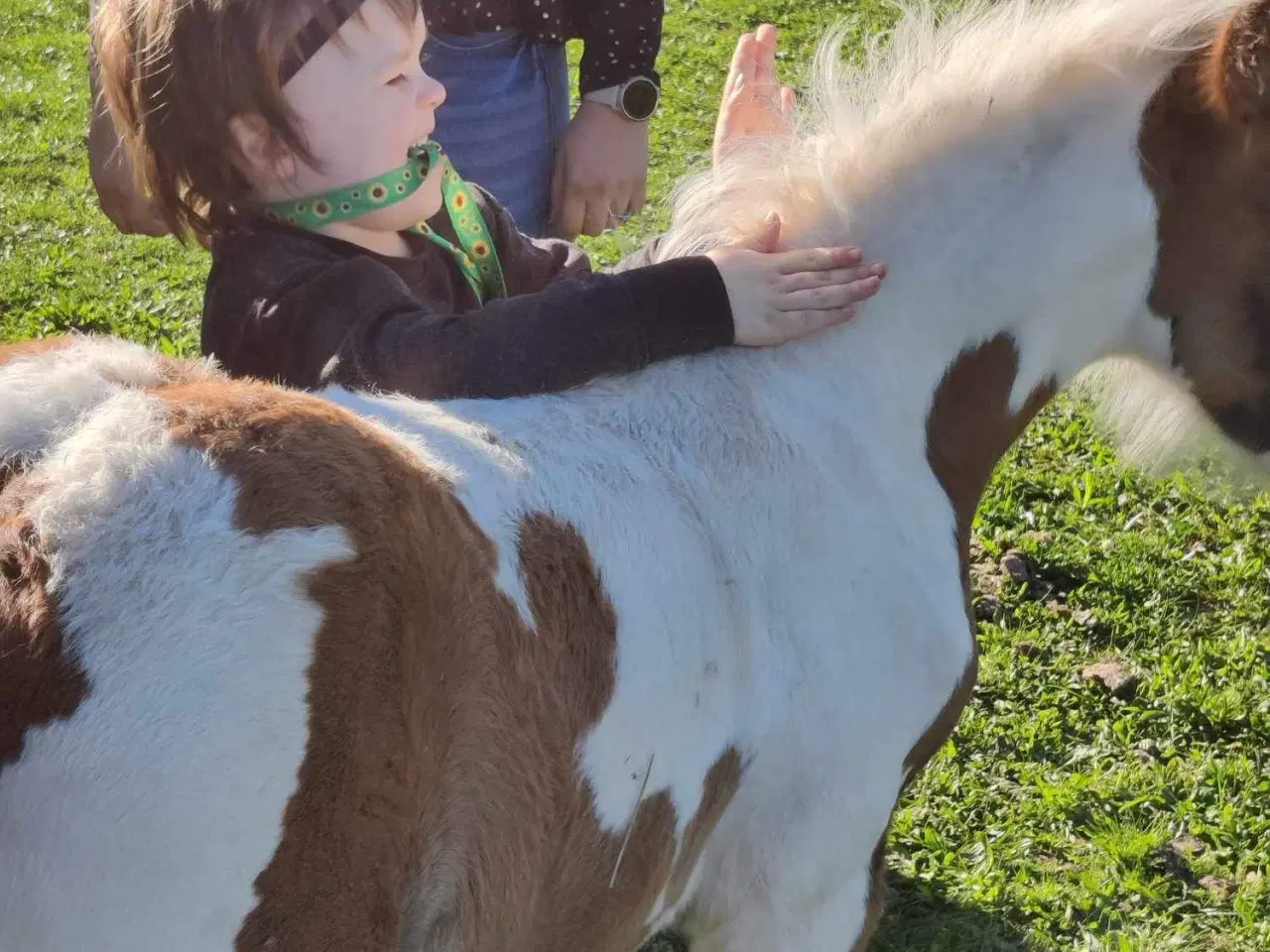 Billede 4 - Mini irish cob 