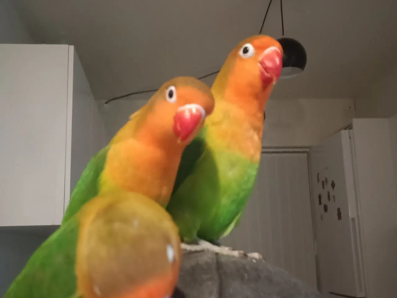 Billede 12 - 4 mdr. gamle dværgpapegøjerunger sælges 500 kr/stk