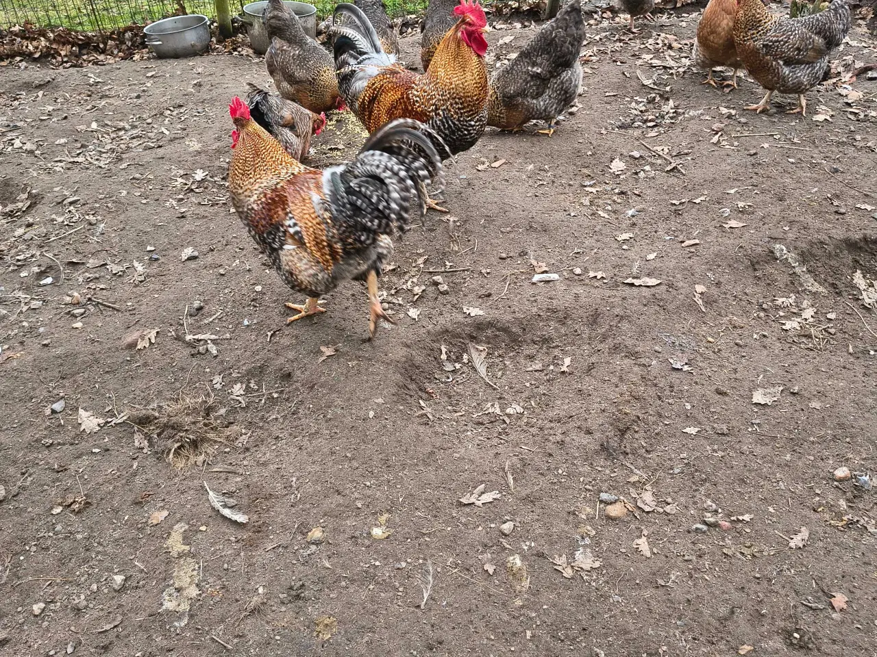 Billede 1 - Stor race 