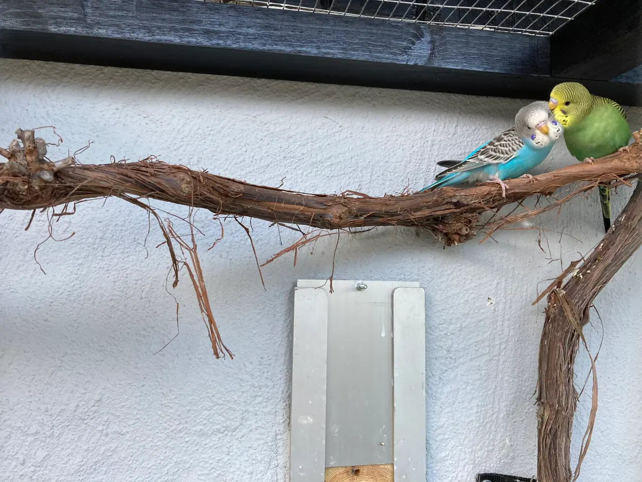 Billede 1 - 18 undulater bortgives