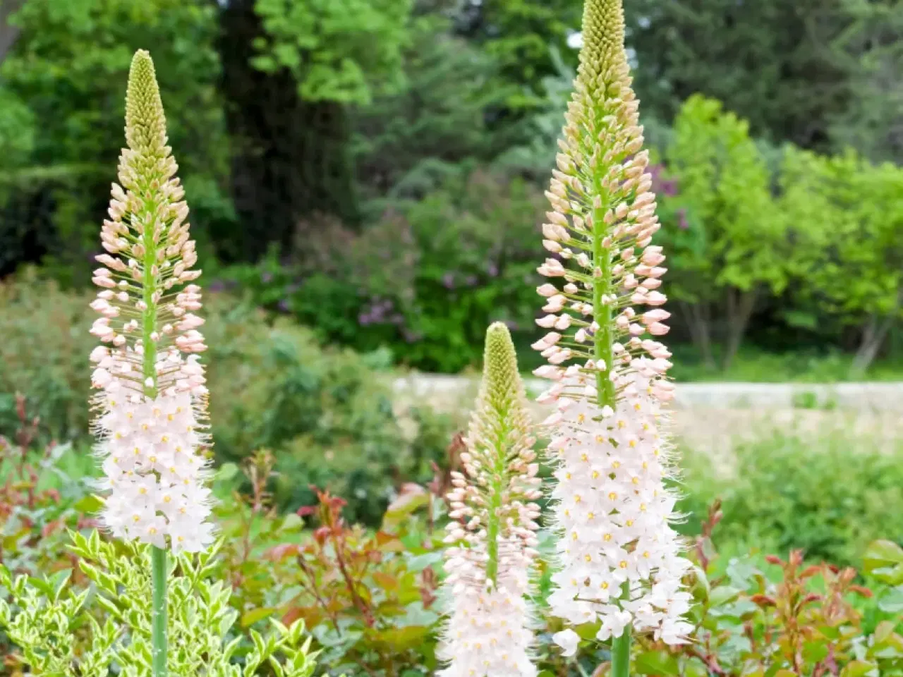 Billede 1 - Kleopetras nål (Eremurus)