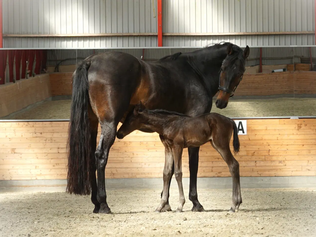 Billede 4 - DV Hovedstambogs avlshoppe