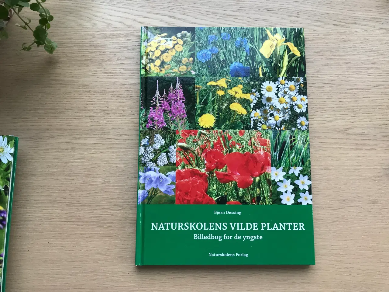 Billede 1 - Naturskolens Vilde Planter-Billedbog for de yngste