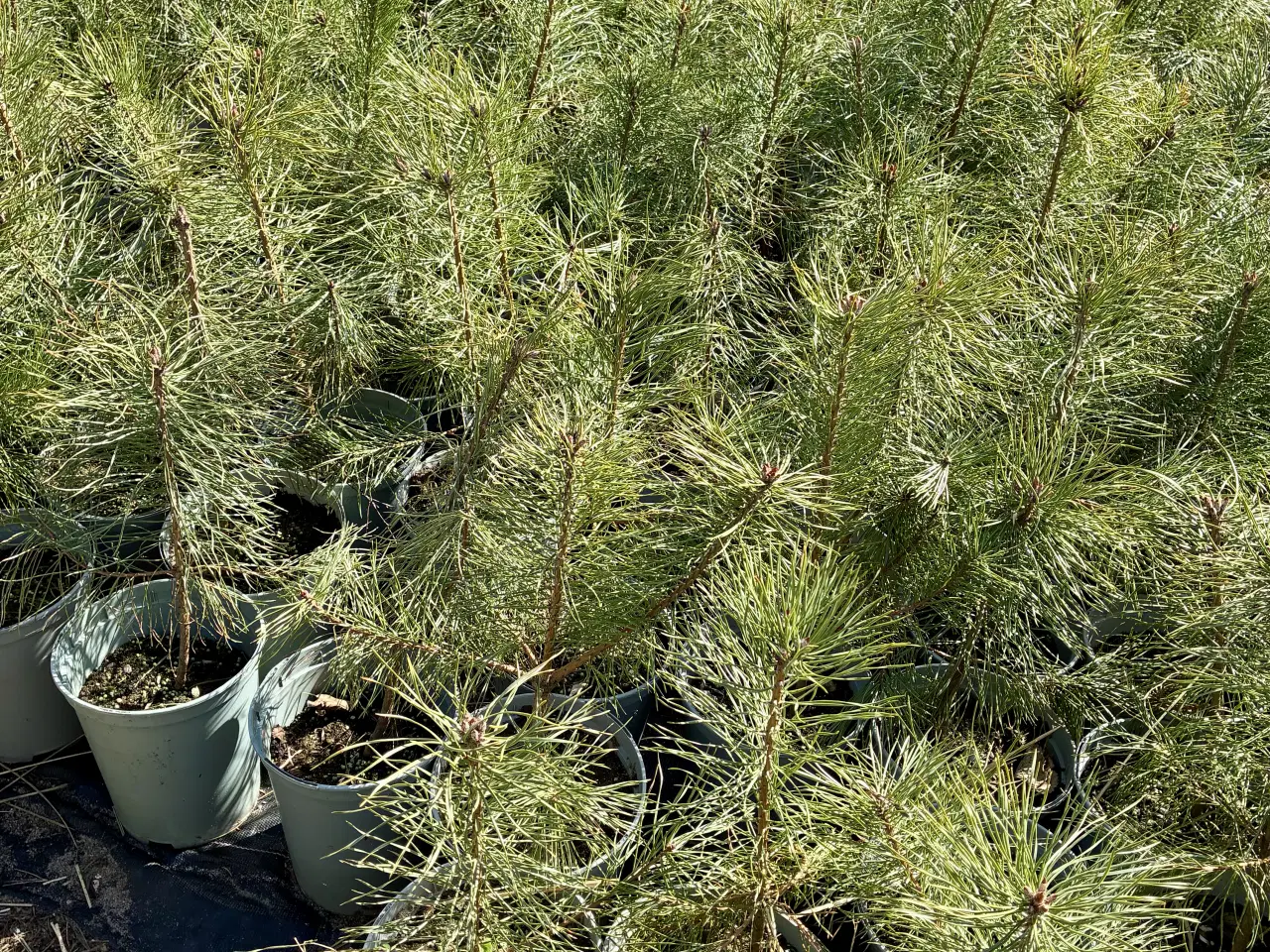 Billede 2 - Skovfyr 40-60cm (pottegroet)