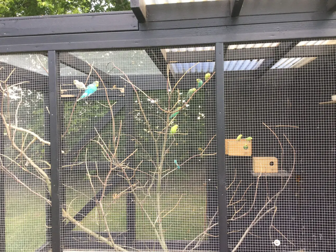 Billede 7 - Australske undulater