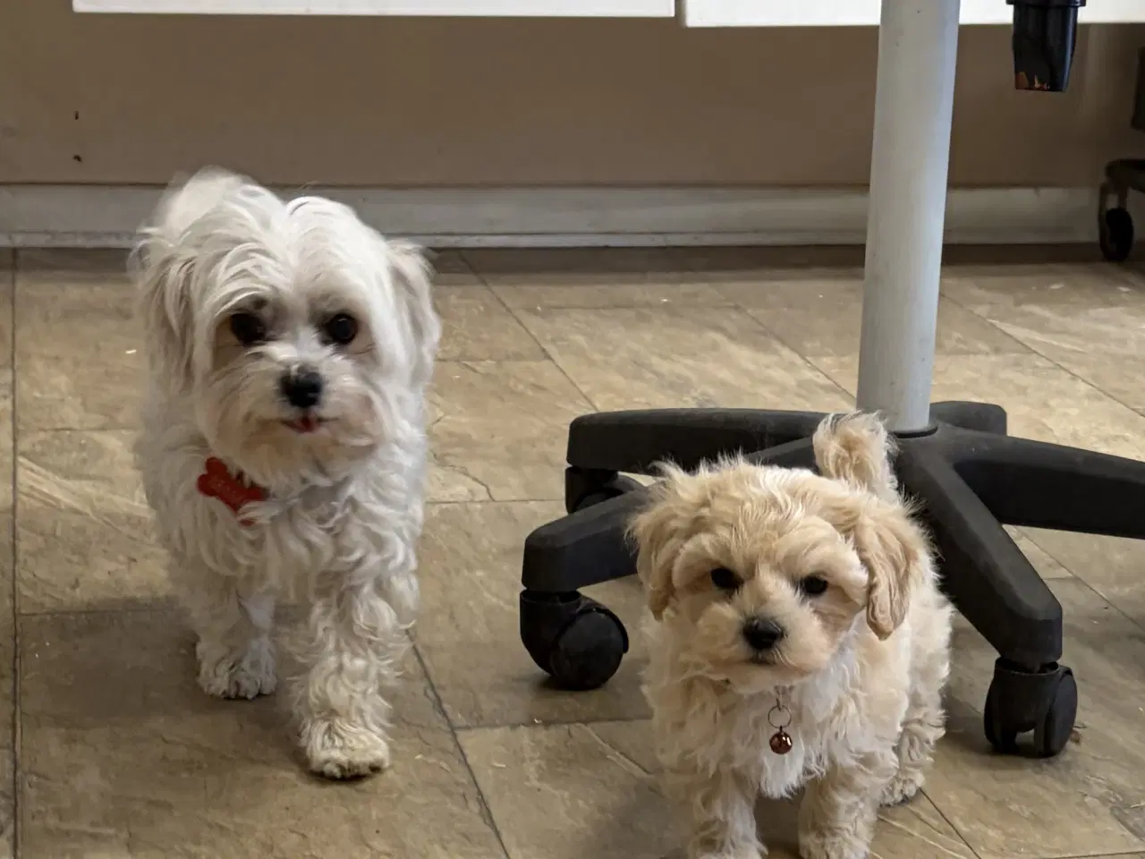 Billede 11 - 1 Mini Maltipoo dreng må rejse nu 