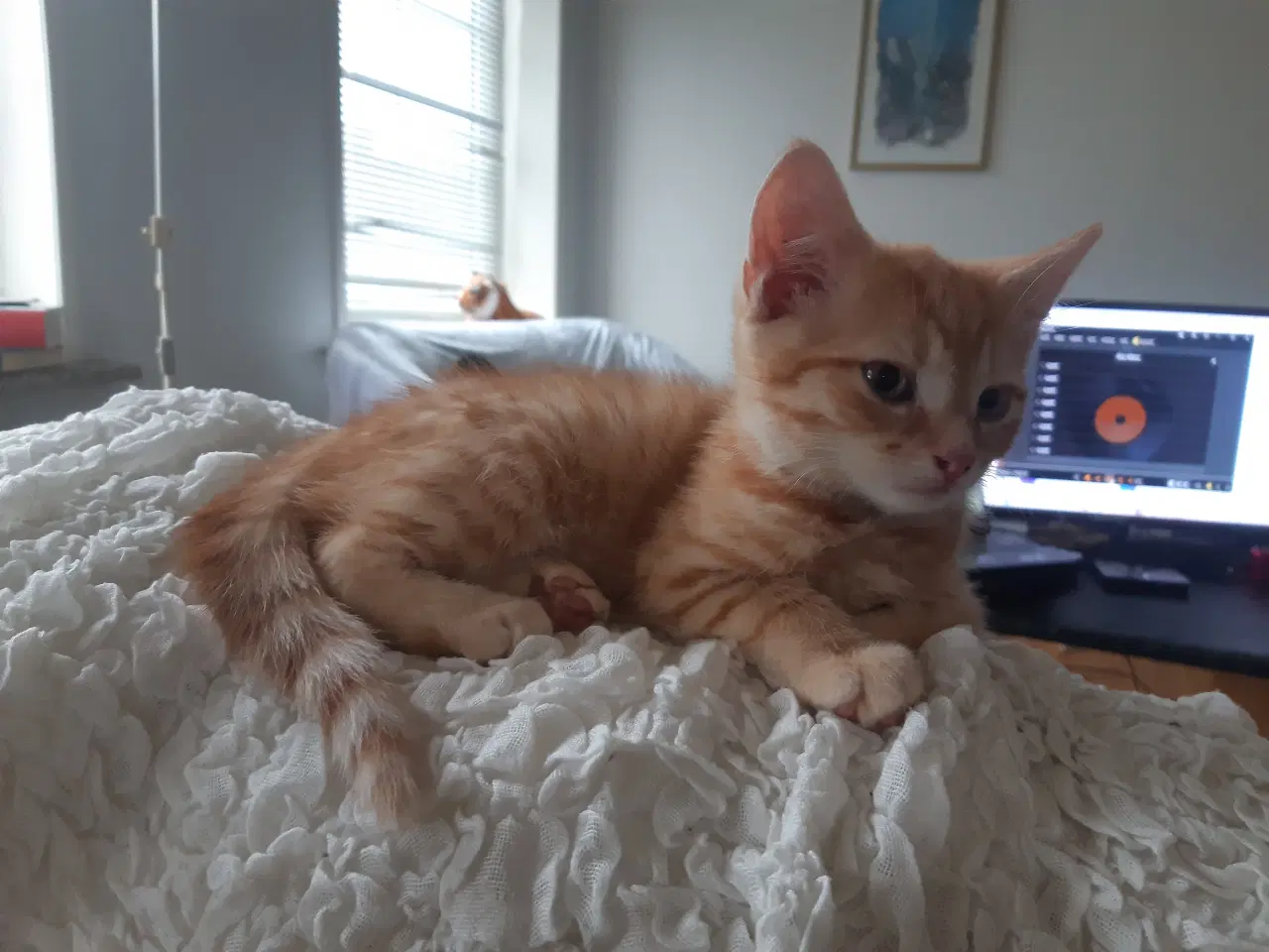 Billede 7 - Vidunderlige store orange killinger