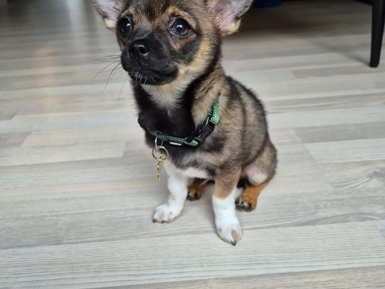 Billede 5 - Chihuahua hvalp