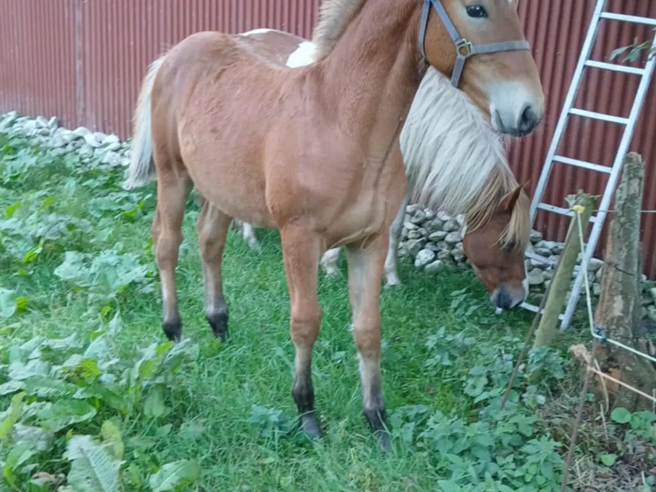 Billede 2 - 1 års Hingst plage 