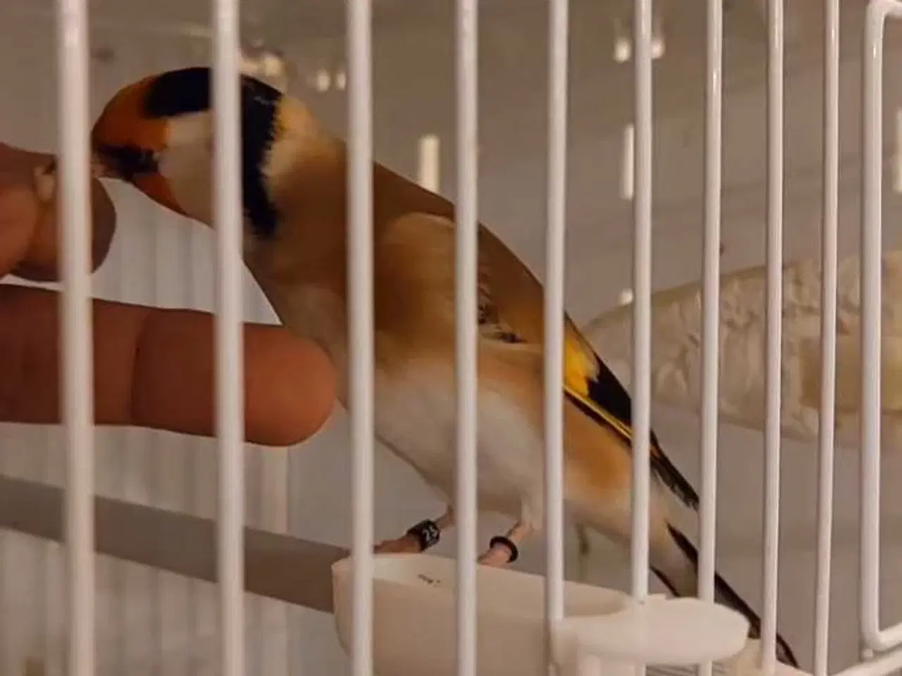 Billede 4 - Super tamme Major Stillits (Classic) fra 2025