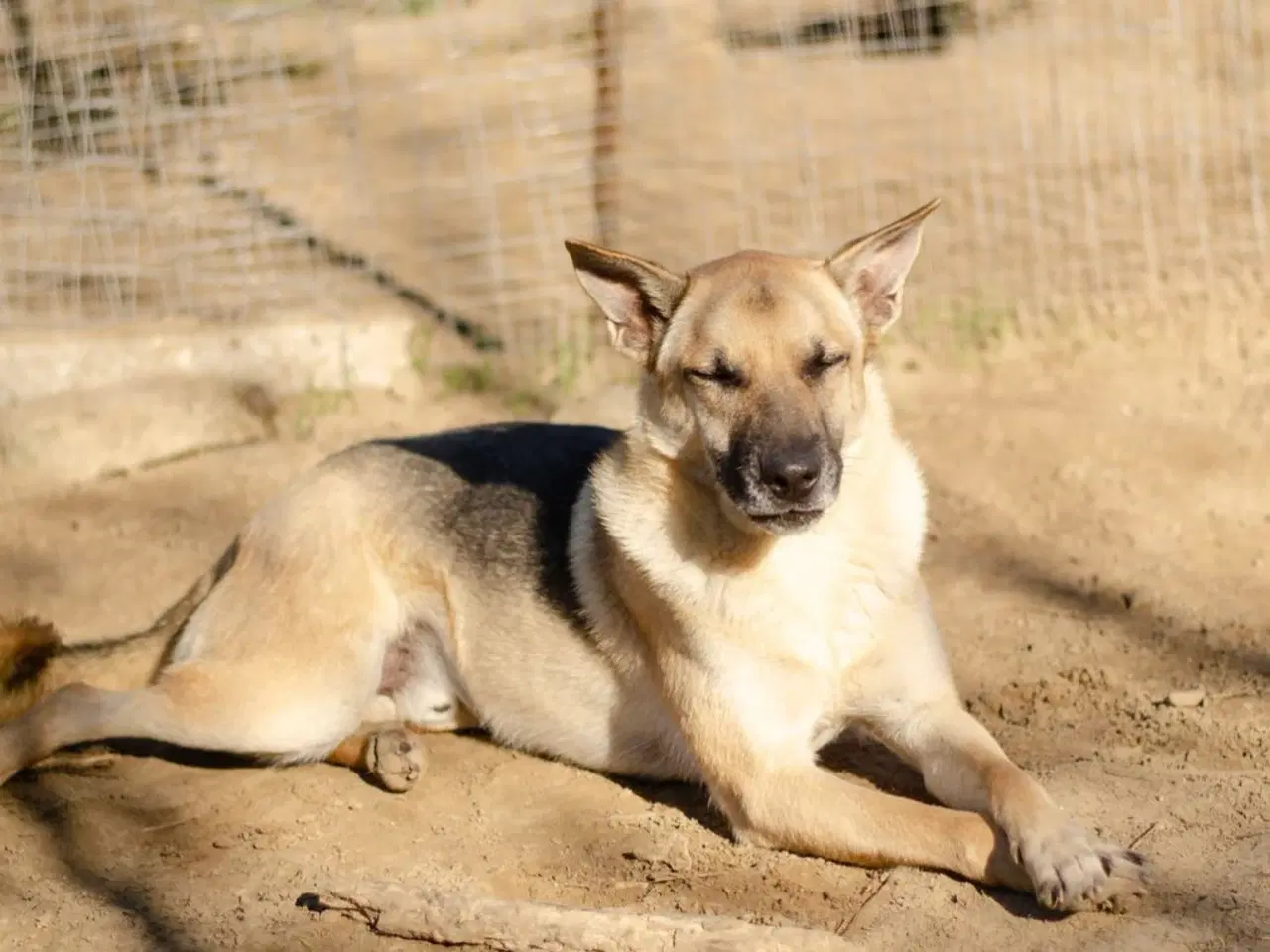 Billede 7 - Super smuk han søger familie