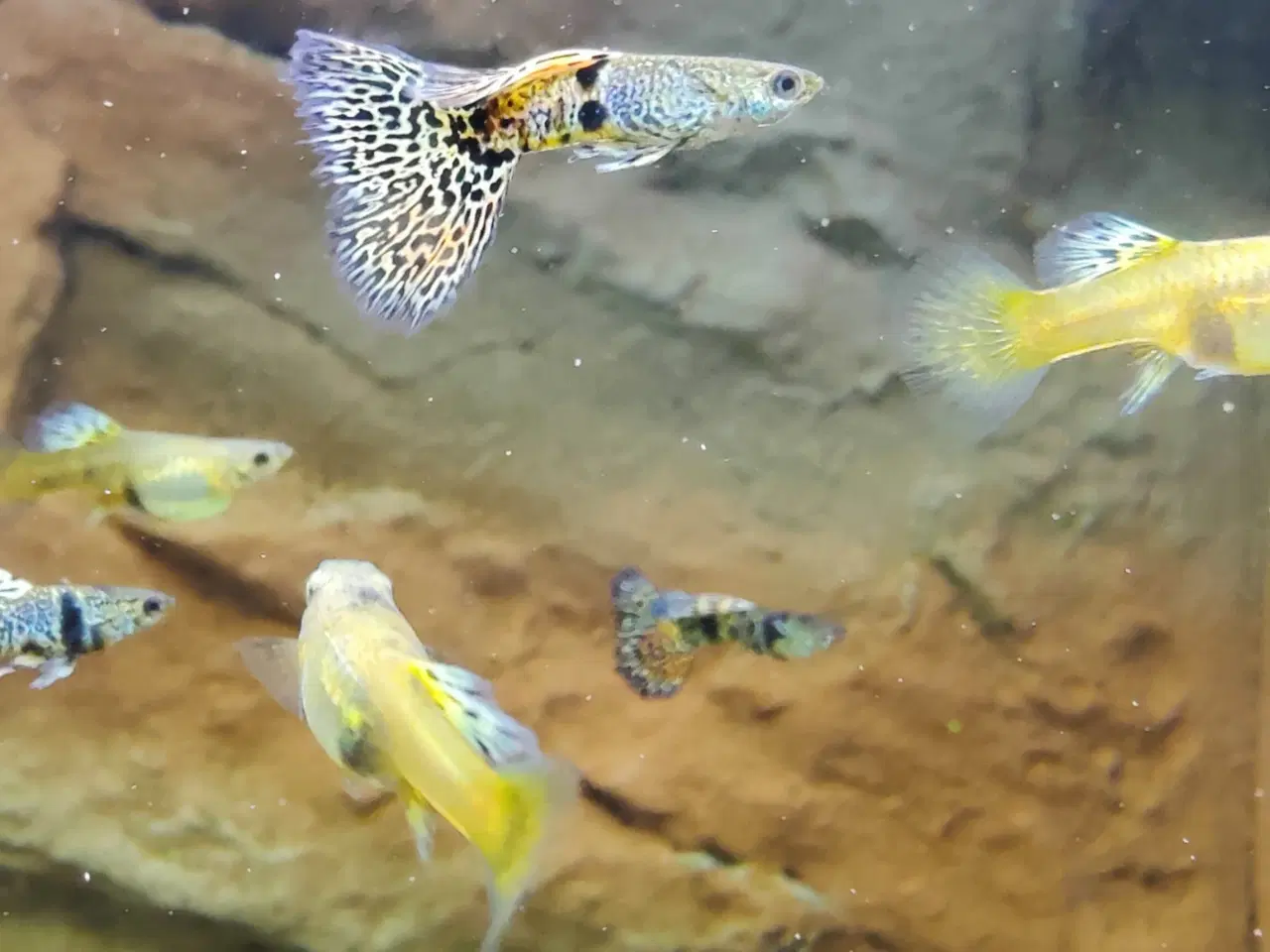 Billede 5 - Renstammet Yellow Tiger King Cobra Guppy