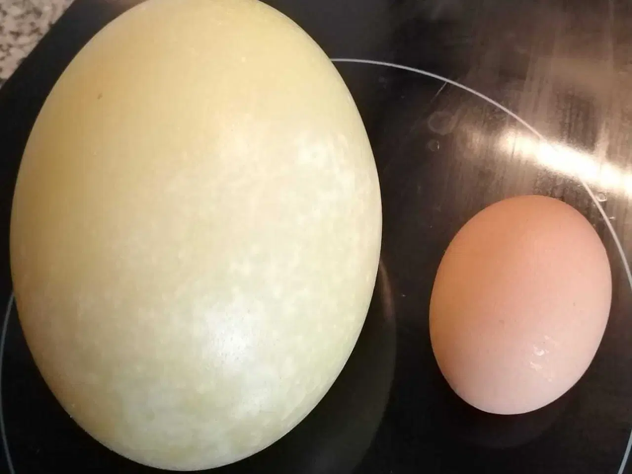 Billede 1 - Nandu æg (spisning, deko osv) 