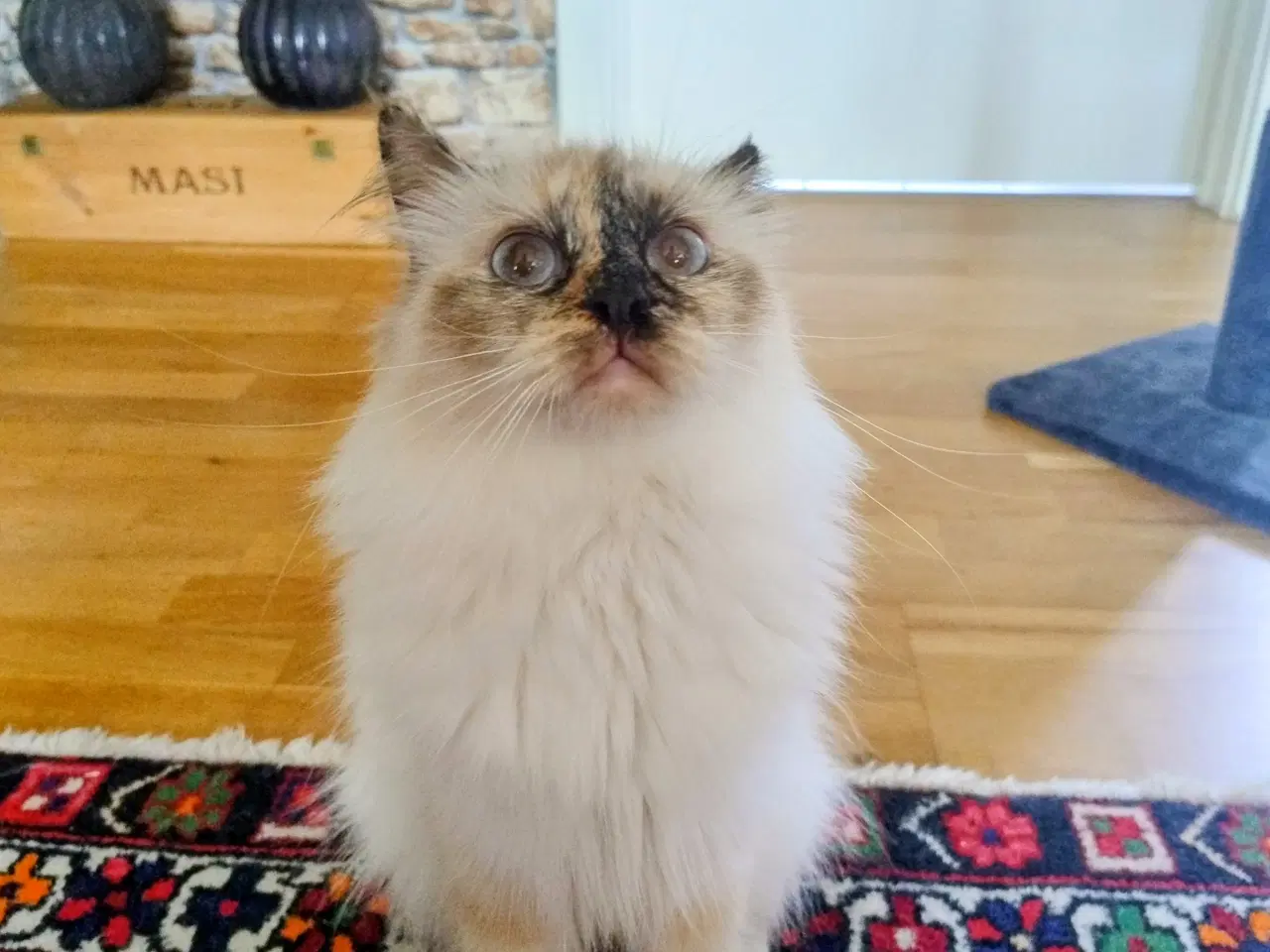 Billede 4 - Ragdoll/Birma hunkat 