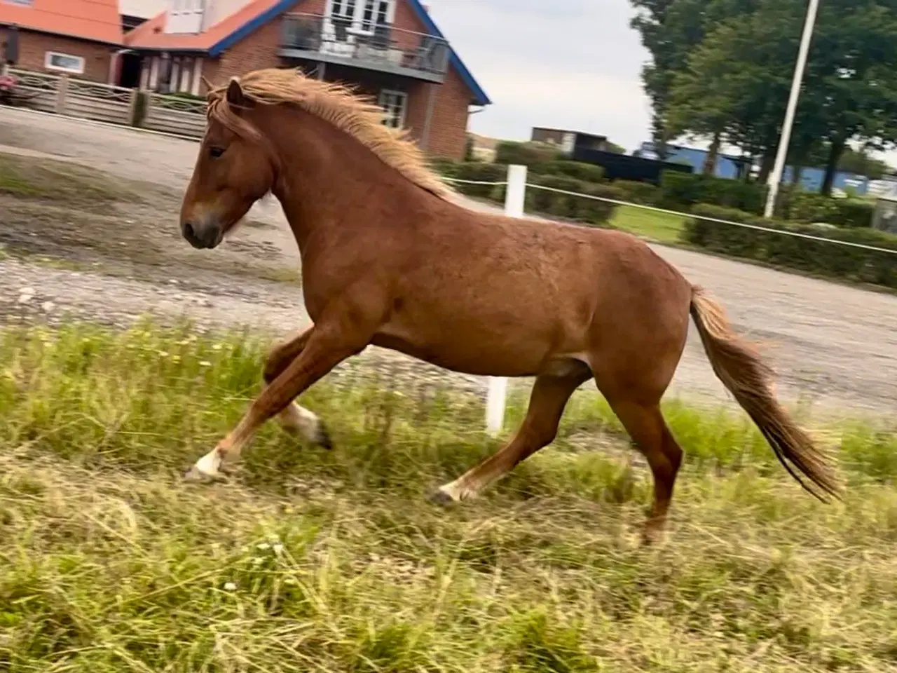 Billede 6 - 3 års islænder vallak sælges