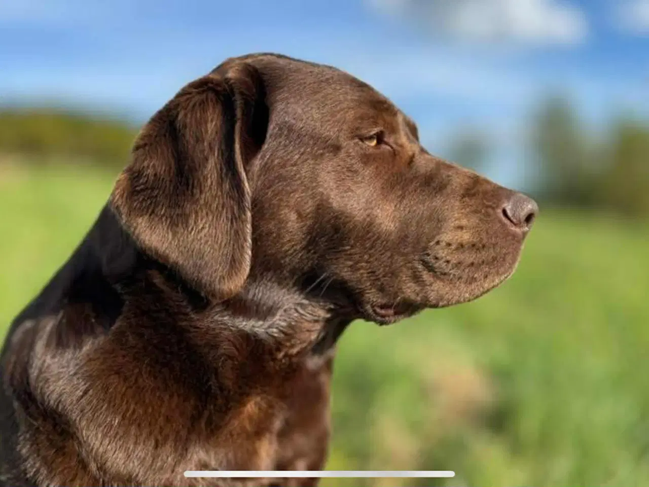 Billede 4 - Brune Labrador hvalpe med DKK stamtavle