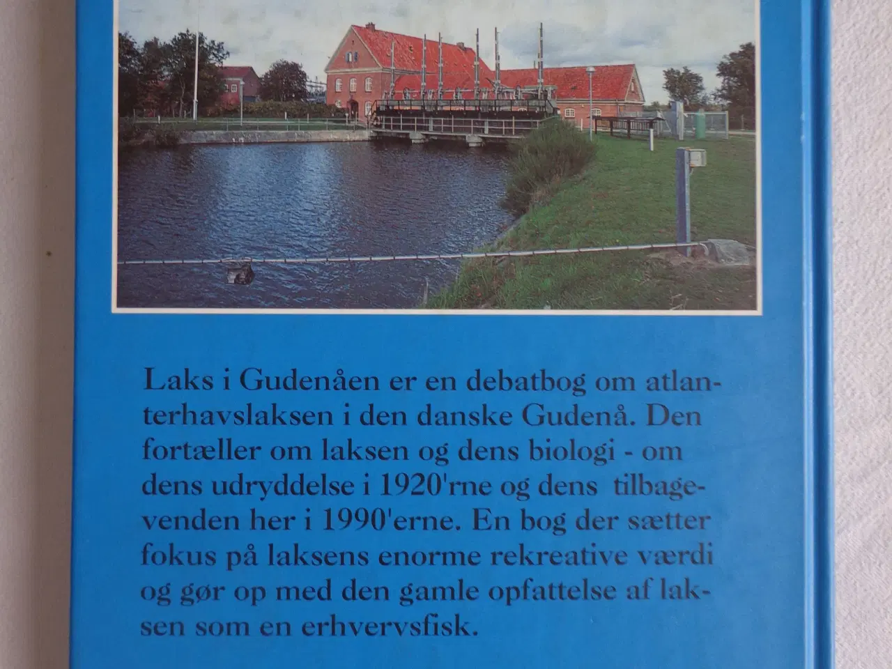 Billede 5 - Laks i Gudenåen  :
