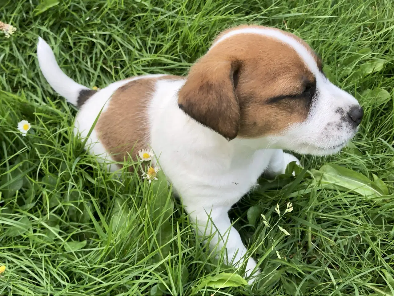 Billede 2 - Jack Russell Terrier