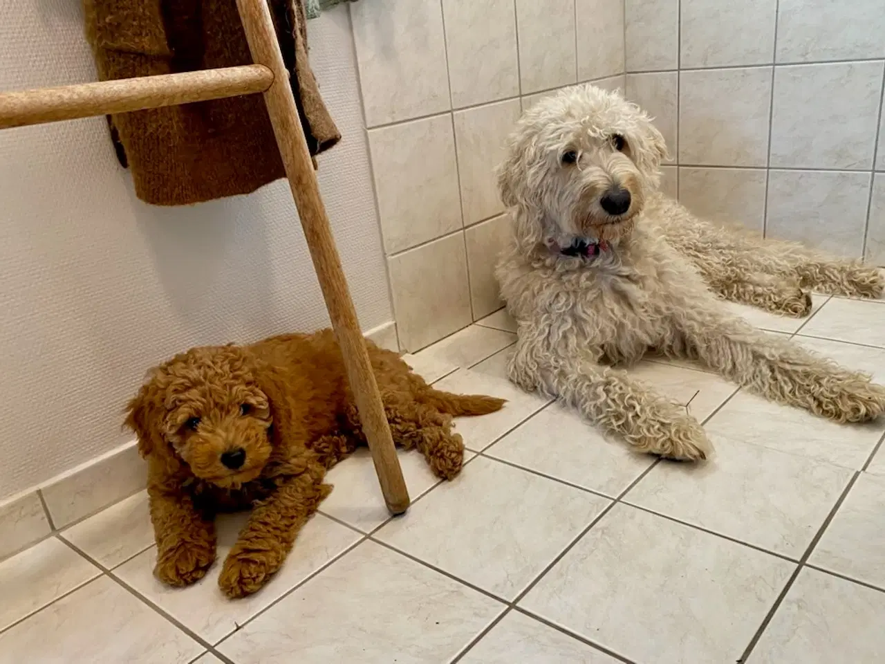 Billede 2 - Labradoodle F1bb MINI 10 uger.